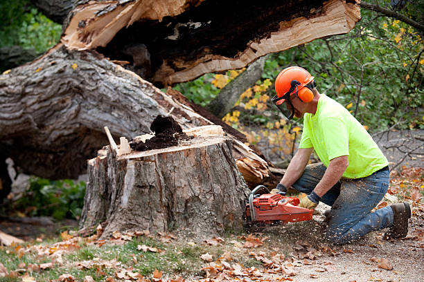 Tree Removal for Businesses in Esko, MN